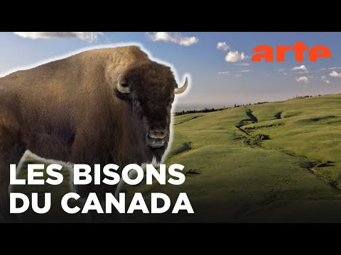Les prairies de l’Ouest | Canada, la force de la nature | ARTE Family