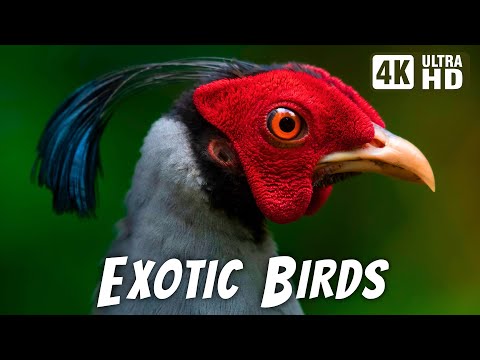 Most Exotic Birds on Earth | Relaxing Bird Chirp | Breathtaking Nature | Stress Relief Sounds