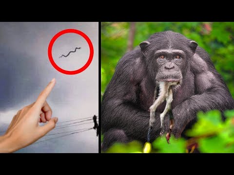 Странное Поведение Животных, Записанное На Видео