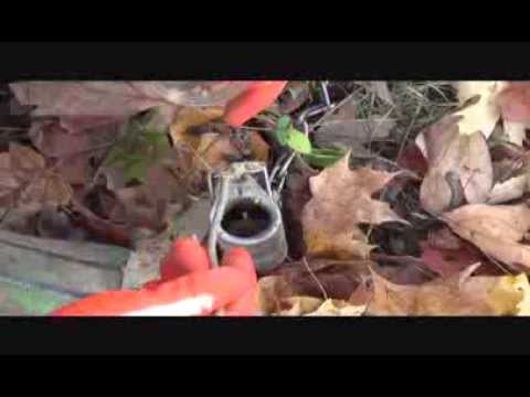 Setting Dog Proof Coon Traps