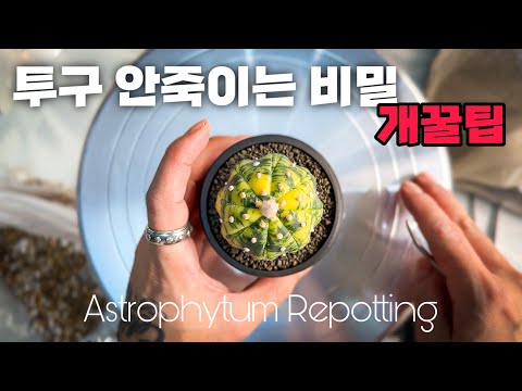 Kabuto Cactus Repotting Know-How 24 Years Later / Kabuto Cactus Repotting