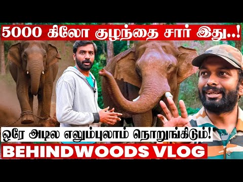 காட்டு யானையை கட்டுப்படுத்தும் Trick😯 தும்பிக்கையில் இருக்கும் அசுர பலம்😯 யானை Doctor பேட்டி