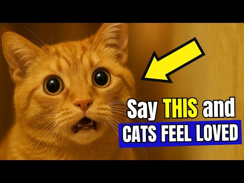 6 Words That Make Your Cat Know You Love Them (Instantly!)