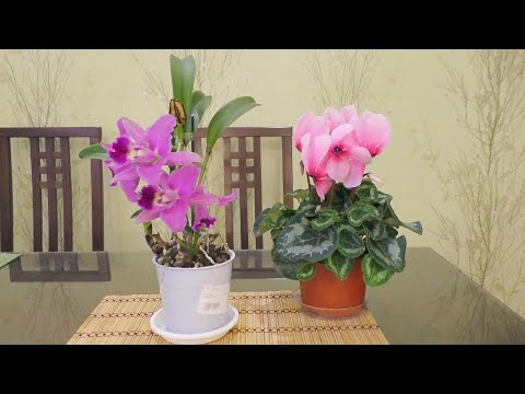 Знакомлюсь с новым, ДЛЯ МЕНЯ, видом орхидей...! Что получится НЕ ЗНАЮ!