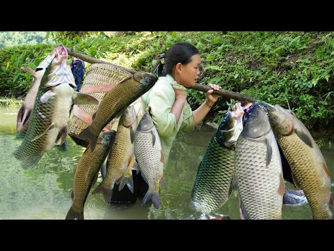 "Harvest Grass Carp to Sell at Market - Cook Delicious and Nutritious Fish Porridge".