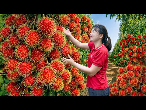 Harvesting 1000+ Wild Mountain Rambutan | The Most Expensive Fruit Today