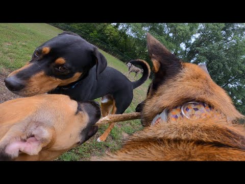 Belgian Malinois Stands Up To Dominant Dogs At The Dog Park!