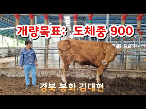 A visit to the farm of Bonghwa Kim Dae-hyun, a Hanwoo breeder with a clear goal of improving body...
