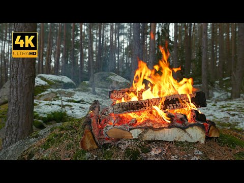 4K πΊ Natural Forest Fireplace π₯Soothing Sounds of Fire & Sleep Better