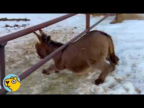 Tiny Donkey Was Shy and Scruffy! Now He’s The King Of The Farm