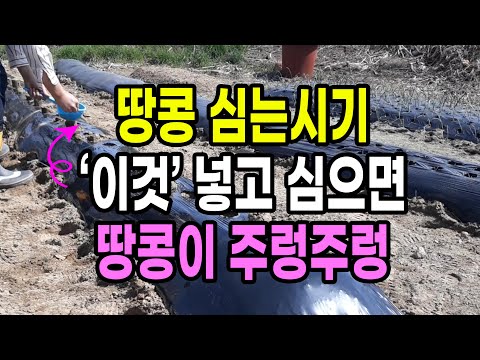 땅콩 심는시기 '이것' 넣고 심으면 땅콩이 주렁주렁