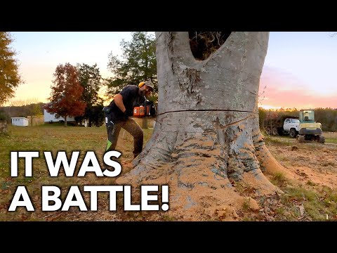 The Biggest Tree I've Ever Felled