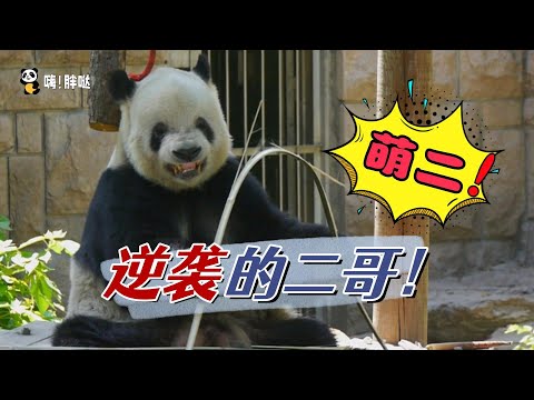 萌二的故事：上有哥哥萌大，下有弟弟萌兰，可爱的二小子萌二是如何收获粉丝芳心，成为飞云的绯闻对象的？