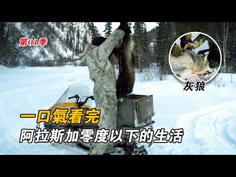 一口氣看完阿拉斯加零度以下的生活，狩獵300公斤馴鹿，設陷阱捕捉狼獾，松雞只能當飯前開胃菜！紀錄片