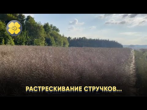 Агросопровождение в Республике Чувашия, КФХ Кислых А.Л.      Растрескивание стручков...