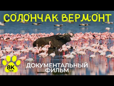 African Wildlife – #10 | 8K HDR Documentary on the Wild Birds of the Vermont Salt Flats
