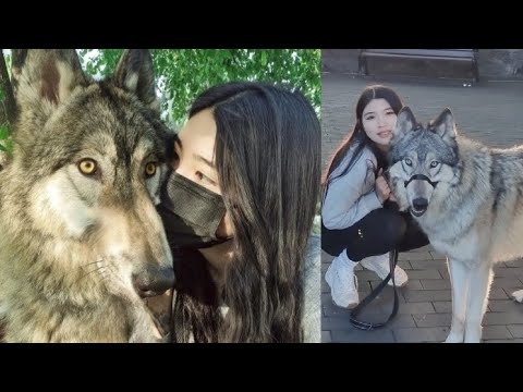 A real-life Red Riding Hood. I met a beautiful breeder who raises the most incredible wolfdogs of...