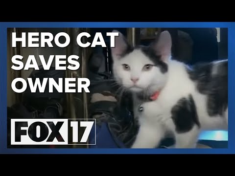 Cat saves man's life after fall