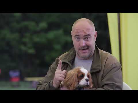 Кавалер кинг чарльз спаниэль