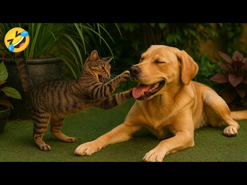 Funny videos of CATS🐱 and DOGS🐶 Best funny videos of ANIMALS 🤣2025