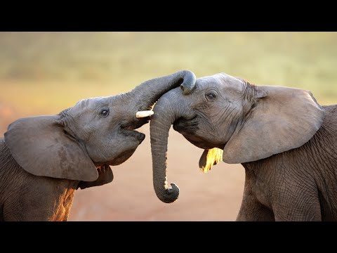 Elephants African Elephants, Baby Elephants, Elephants Playing