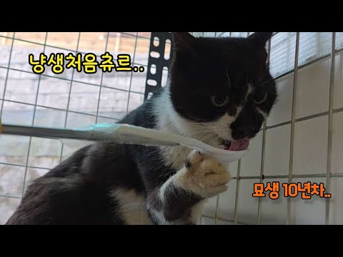 The first time I tried churu, and the reason Kai cried