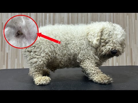 An Over weight poodle toy full of tick got his grooming - you won't believe his look after grooming
