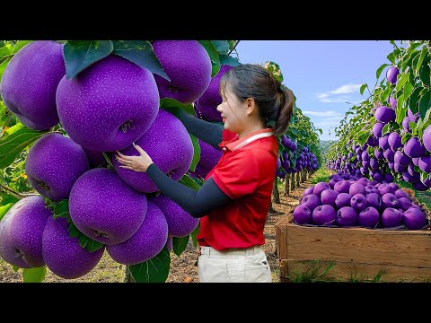 Harvesting GIANT PURPLE APPLES | Selling at Market & Making Sweet Apple Tea in Countryside