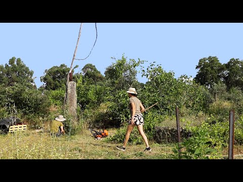 Calm Days Working on our 1.5 Acre Homestead