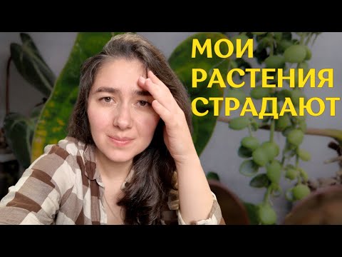 СПАСАЮ свои РАСТЕНИЯ | ПЛОХО ухаживала ЗА своей КОЛЛЕКЦИЕЙ и вот ПЛАЧЕВНЫЙ РЕЗУЛЬТАТ🪴