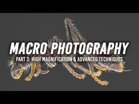 Macro Photography | Part 3: High Magnification and Advanced Techniques