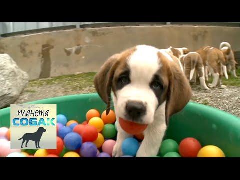 Сенбернар. Планета собак 🌏 Моя Планета