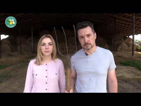 Как кормить дойных коров. Просто агроблог