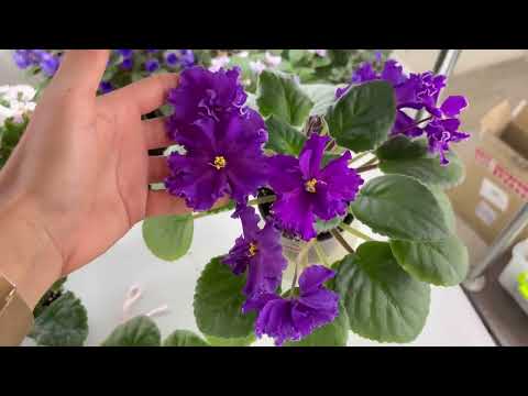 Sale of violets from Novokuznetsk for 25.08. WhatsApp +79089505440