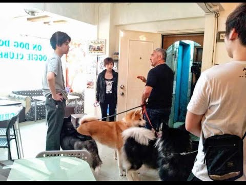 Cesar 911: Special 0x6 | Trouble At The Hong Kong Dog Cafe