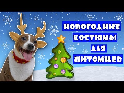 🎅DIY | НОВОГОДНИЕ КОСТЮМЫ ДЛЯ ПИТОМЦЕВ | КОСТЮМЫ ДЛЯ ЖИВОТНЫХ СВОИМИ РУКАМИ