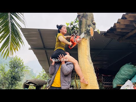 Agricultural vehicles transporting timber have helpers assisting with the work, which is extremely d