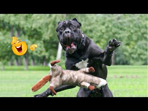 I Can’t Believe These Dogs Are Still This Funny 😂 Best Funny Dog Videos of 2026 🐶