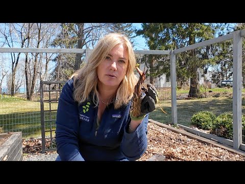 Planting onions, strawberries and lettuce🌿 Back in the veg garden