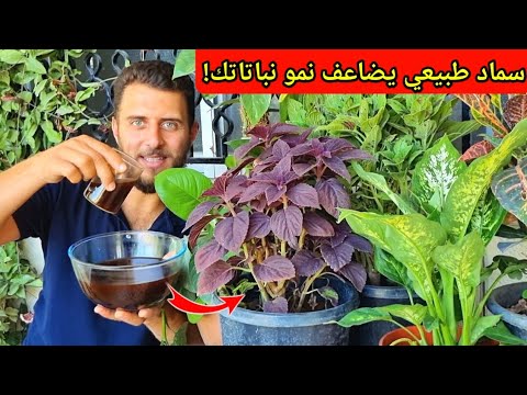 سماد طبيعي موجود بمنزلك بالمجان يقوي النبات ويسرع نموه ويخصب التربة🪴(شوفوا نتائجه على نباتاتي)