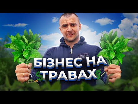 ЯК ВИРОЩУЮТЬ ЛІКАРСЬКІ ТРАВИ? БІЗНЕС НА МʼЯТІ ТА ЧЕБРЕЦІ