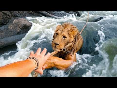 50 Hero People That Saved Animals' Lives