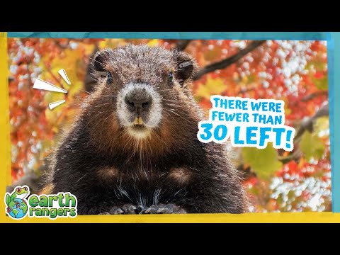 These Whistling Marmots Need Big Help to Survive!  | Earth Rangers