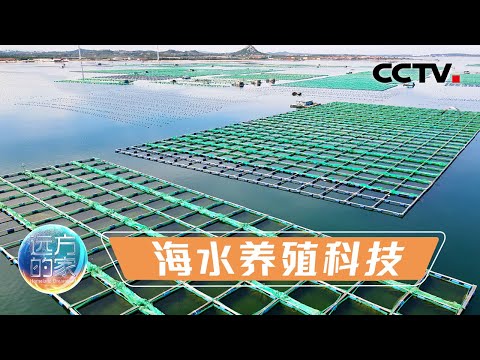 5000多万头鲍鱼为啥从山东南下福建越冬？“南鱼北养”攀登海水养殖科技的新高度！20211209 |《远方的家》CCTV中文国际