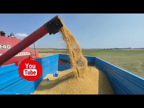 ❌2024 HARVEST "SOYBEAN"🌱(🔥drought and desiccation💦). This is a must see❗❗❗