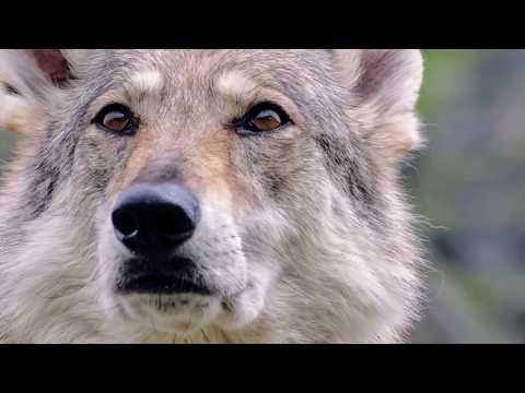 Wild France as you have never seen it Opus 3 | The Sanctuary