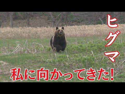 【MIKIOジャーナル】　知床　ヒグマが私に向かって走ってきた！