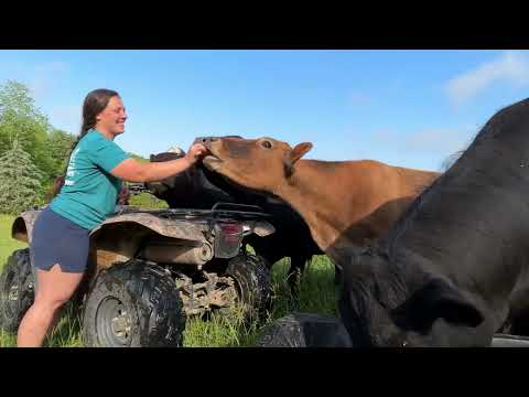 The Cows Don’t Mind But I Do | Homestead Vlog | May 19, 2025