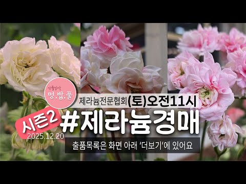 제라늄전문협회,제라늄경매 시즌2_2_20251120