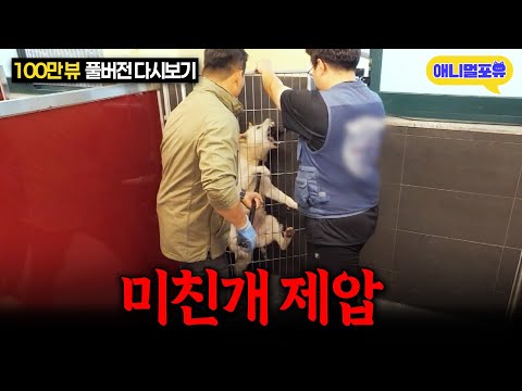 [레전드 풀버전] '개훌륭 역사상 최악' 강형욱도 놀란 역대급 미친 개 등장.. I KBS 개는 훌륭하다 230619 방송
